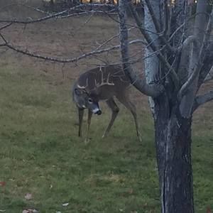 Meet your Posher, Angelo